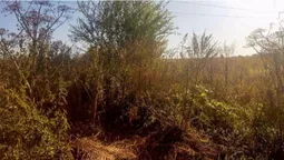 У Луцькому районі натрапили на зарослі борщівника (фото)