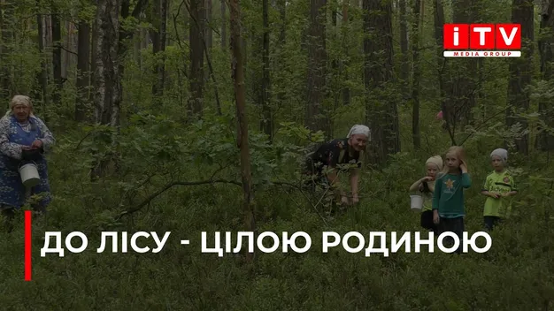 На Поліссі стартував сезон чорниць: скільки можна заробити на ягодах (відео)