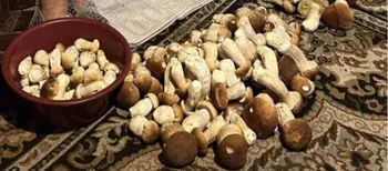 «У неї свої місця»: волинянка приносить з лісу по кілька відер білих за раз (фото)