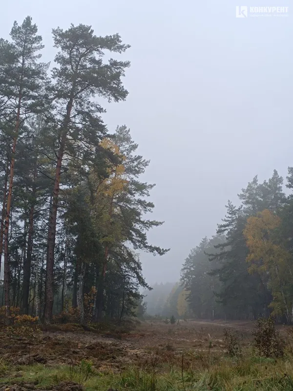 Відра сосен, туман, гриби: чому волинських медійників вивезли в ліс (фото)