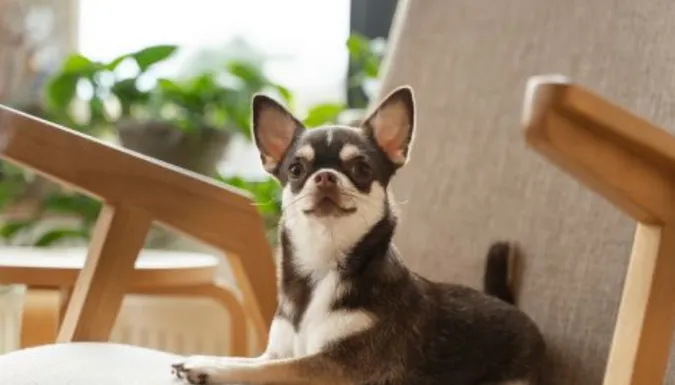 Pet-friendly житло на Волині: знайти квартиру – нереально, але є вихід