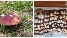 🍄 У якому лісі на Волині назбирали повний кошик білих грибочків (фото)