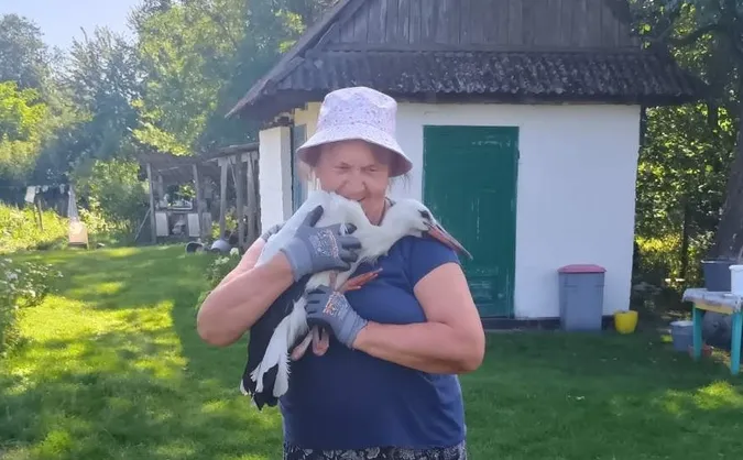 Попік лапи об електродроти: на Волині рятували лелеку (фото)
