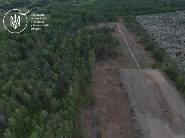 1500 пнів замість лісу: на Волині виявили незаконну порубку на 16 мільйонів (фото)