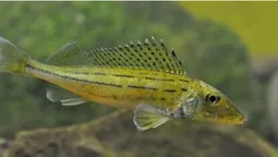 У річках Полісся водиться риба-ненажера, з якої варили смачнющу юшку (фото)