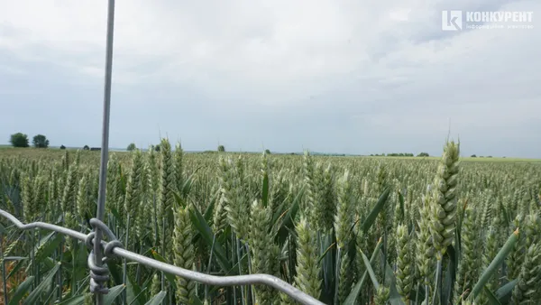 «Вілії» 20 років: як живе найбільше аграрне підприємство Волині (фото)*
