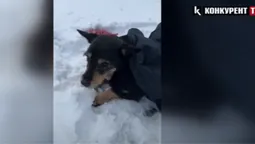 У Рованцях невідомі отруюють собак (відео)