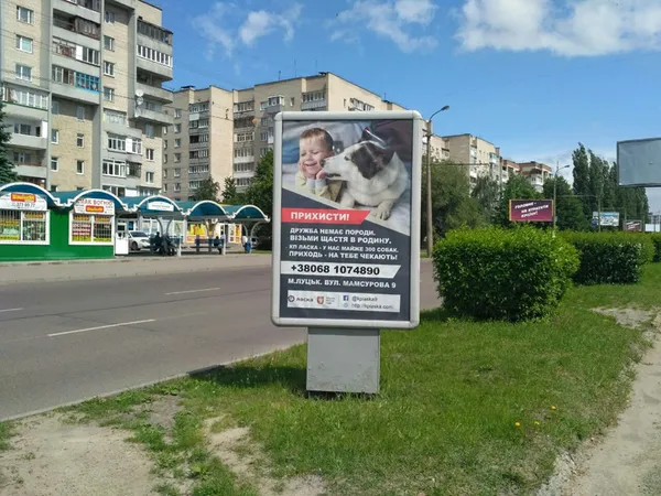 У Луцьку на білбордах з'явилися безпритульні тварини (фото)
