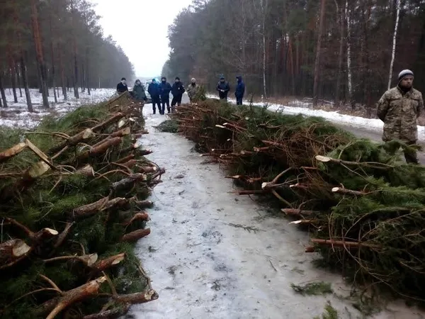 На Волині затримали фуру з нелегальними ялинками