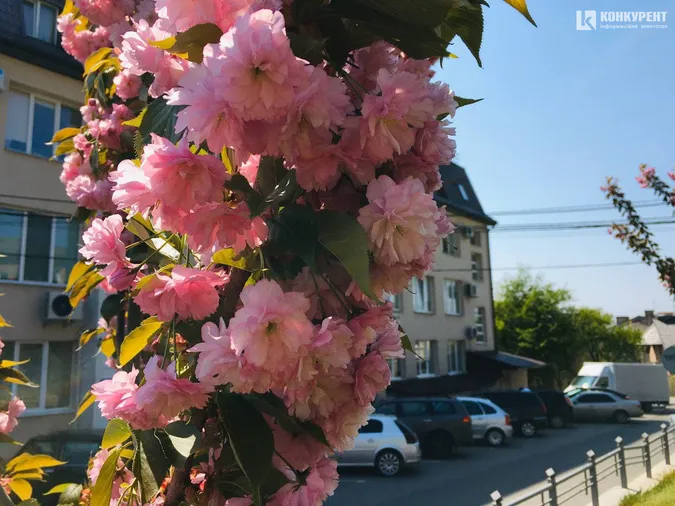 У Луцьку зацвіли сакури (фото, відео)