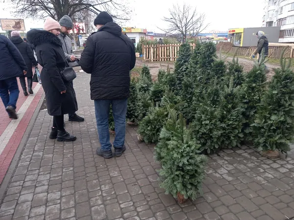 Від 80 до 800 гривень: які живі ялинки вже можна купити в Луцьку (фото, відео)