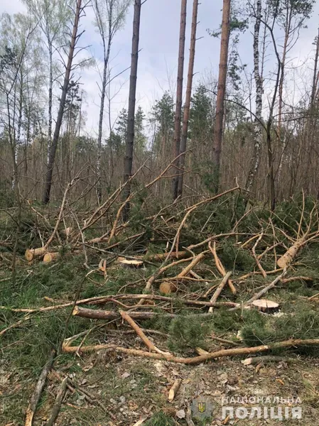 Напакували бус «під зав'язку»: на Волині зловили крадіїв лісу (фото, відео)