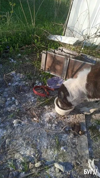 Прив'язав до плити та морив голодом: на Волині чоловік знущався з собак (фото, відео)