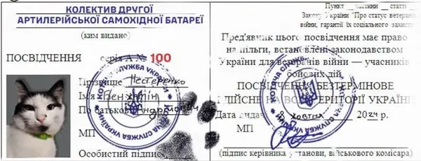Кіт на передовій: історія захисника зі 100 ОМБр Волині та його пухнастого побратима (відео)
