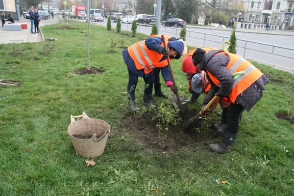 Парки, сквери, вулиці: у Луцькій громаді восени висадили 254 дерева та 285 кущів (фото)