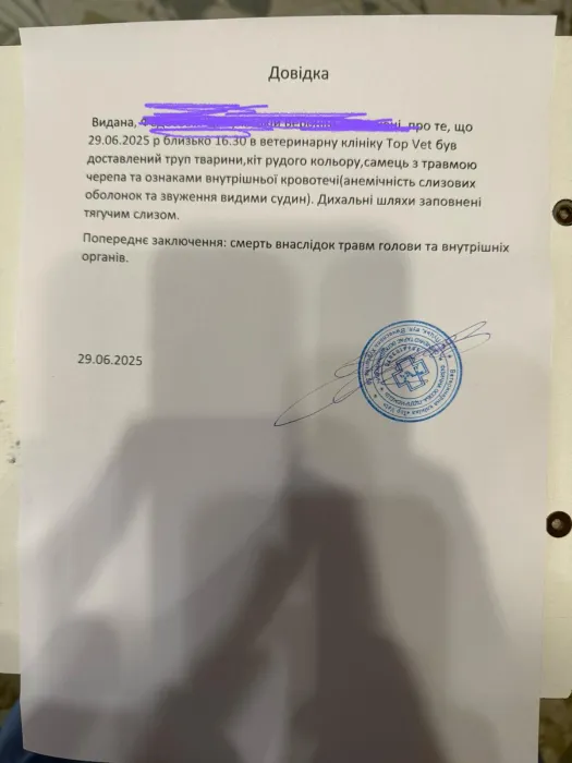 У селі на Волині жінка до смерті забила сусідського кота (фото)