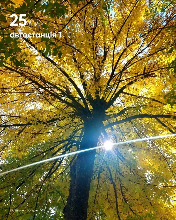 У Луцьку обирають найкрасивіше дерево міста (фото)