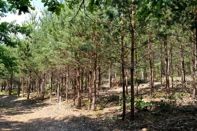 Волинські лісівники адаптуються до нових реалій (фото)