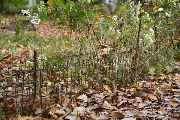 Муніципали борються з городами і парканами біля луцьких багатоповерхівок (фото)