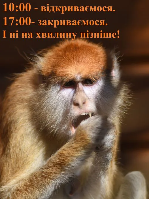 Луцький зоопарк працюватиме за новим графіком