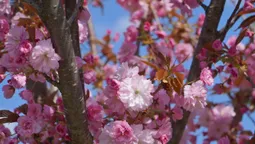 🌸 Неймовірне видовище: у місті на Волині розцвіли сакури (фото)