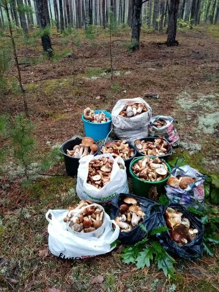«Бетонка» тішить: на Маневиччині відрами збирають білі і польські гриби (фото)