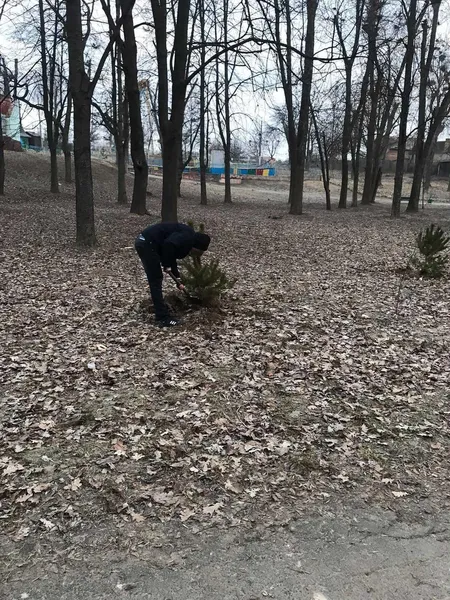 У Нововолинську молодиків, які знищили сосну в парку, змусили посадити 15 таких самих