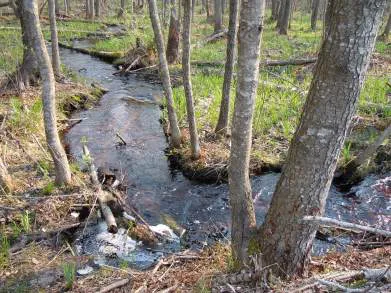 Всесвітній день водно-болотних угідь: що відомо про Черемське болото на Волині (фото)