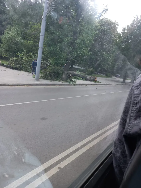 У Луцьку сильний вітер поламав дерева (фото, відео)
