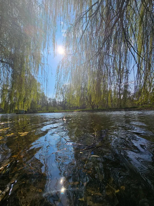 Зачаровує красою: у Луцьку парк причепурився тисячами квіток (фото)