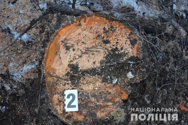 У лісі на Волині зрубали 59 сосен (фото, відео)