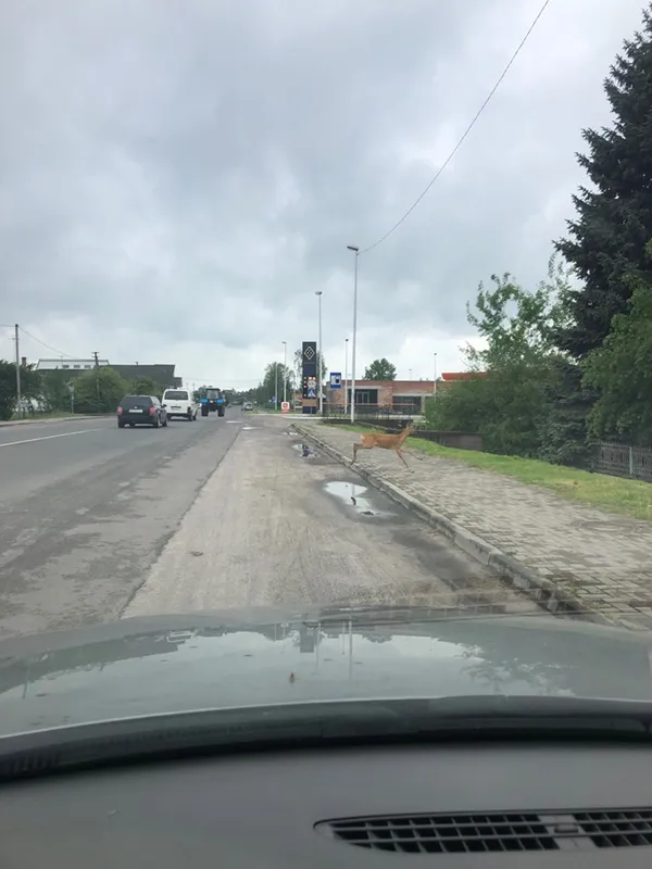 На волинській автотрасі біля ресторану «прогулювався» дикий козел (фото)