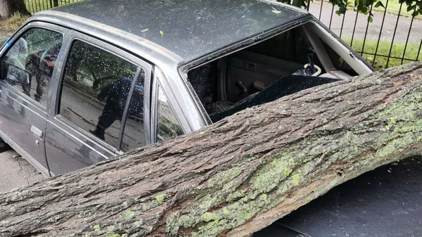 Негода у Луцьку: на припарковане авто впало дерево (відео)