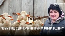 Вівці з Донеччини помирають на Волині: чому отара опинилася зимувати просто неба (фото)