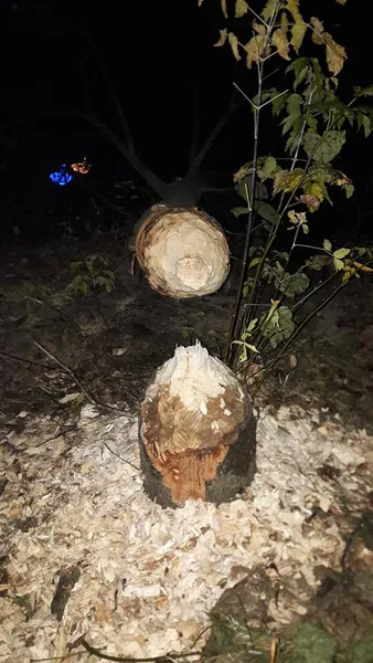 У центральному парку Луцька «на гарячому» спіймали бобра (фото)