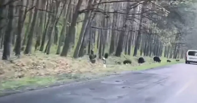 Поблизу Ківерців сміливі кабанчики виходять до людей (відео)