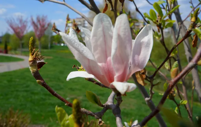 🌸 Неймовірне видовище: у місті на Волині розцвіли сакури (фото)
