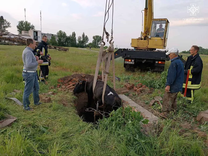 Дістали з дерева собаку, а з канави – корову: на Волині рятували тварин (фото)