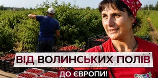 350 тонн малини на експорт: як на Волині збирають цьогорічний урожай (відео)