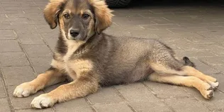 Коли закінчиться сезон підкинутих цуценят і кошенят у Луцьку? (фото)