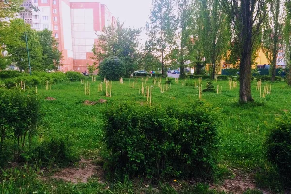 Частину його нещодавно засадили деревами