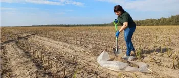 Личинки вже у ґрунті: на полях Волині знайшли небезпечних шкідників (фото)