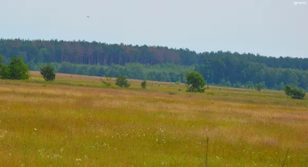 На фото видно велику кількість вхосших дерев