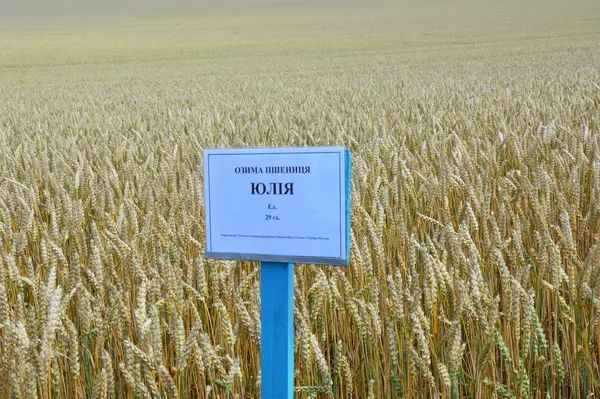 День поля у «П'ятиднях»: без Порошенка, але з аграрною елітою Волині