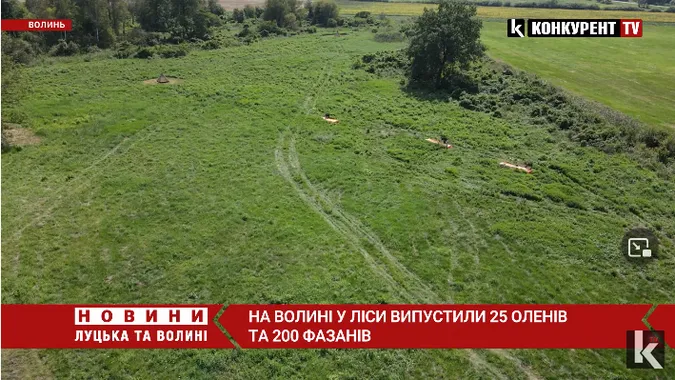 На Волині у ліси випустили 25 оленів та 200 фазанів (відео)