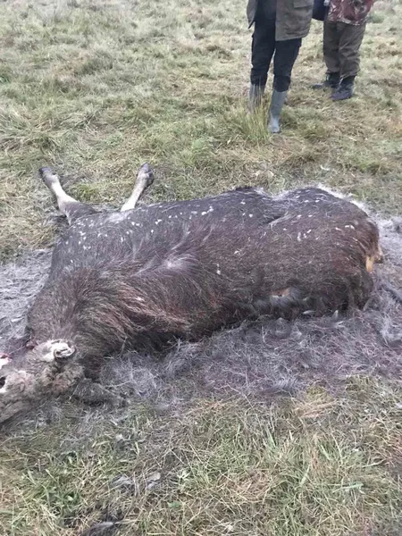 У Любешівському районі вбили лося (фото 18+)