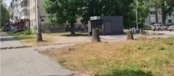 На Грушевського у Луцьку пустили під ніж «шість класних дерев» (фото)