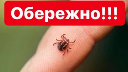 Наступ кліщів: чим загрожує укус та як вберегтися (відео)