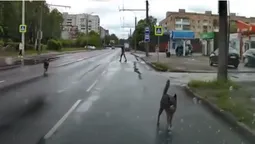 Безпритульні собаки погризли автівку лучанина (фото, відео)