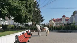 У центрі Луцька пасеться кінь (фотофакт)